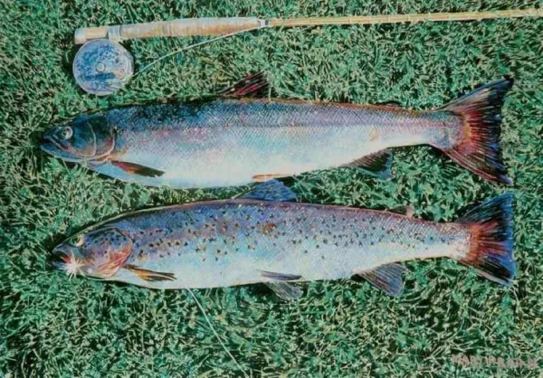 Trout, Grilse, Fishing Rod