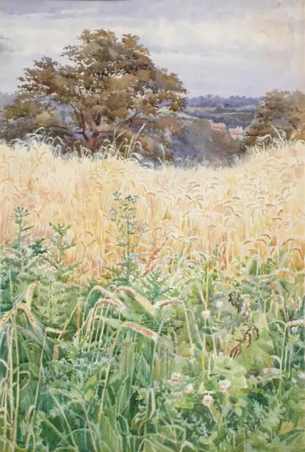 Corner of Barley Field