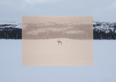 Katelyn Jacque. Where the Caribou Once Walked	 (2022). Photograph. 91.4 x 66 cm. Government of Newfoundland and Labrador Collection, The Rooms.