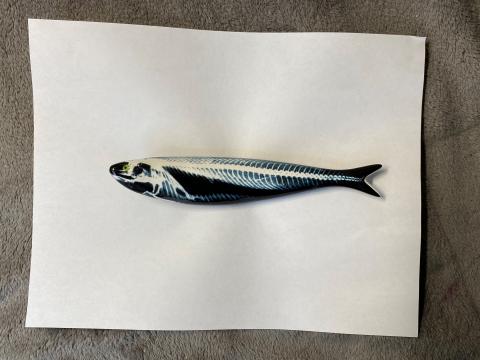 Ceramic Fish